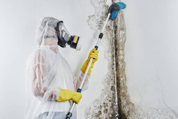 Best Residential Mold Remediation in Shadeland, IN