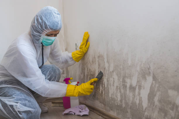 Best Post-Flood Mold Remediation in Shadeland, IN