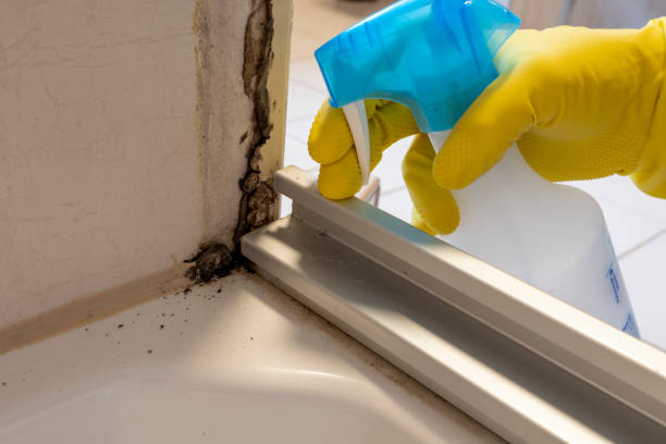 Best Black Mold Remediation in Shadeland, IN